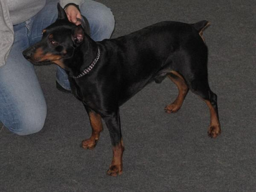 AMBIT Sudomir #PinczerŚredni #GermanPinscher