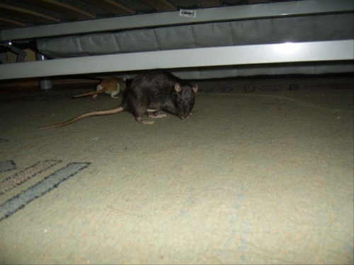 Pod łóżkiem