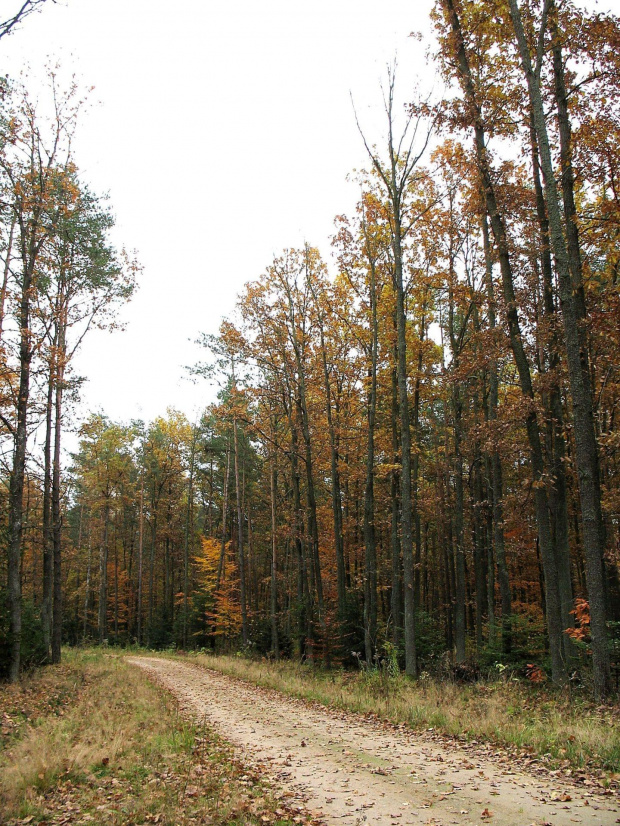 Koluszki, jesień, las #Koluszki #jesień #las