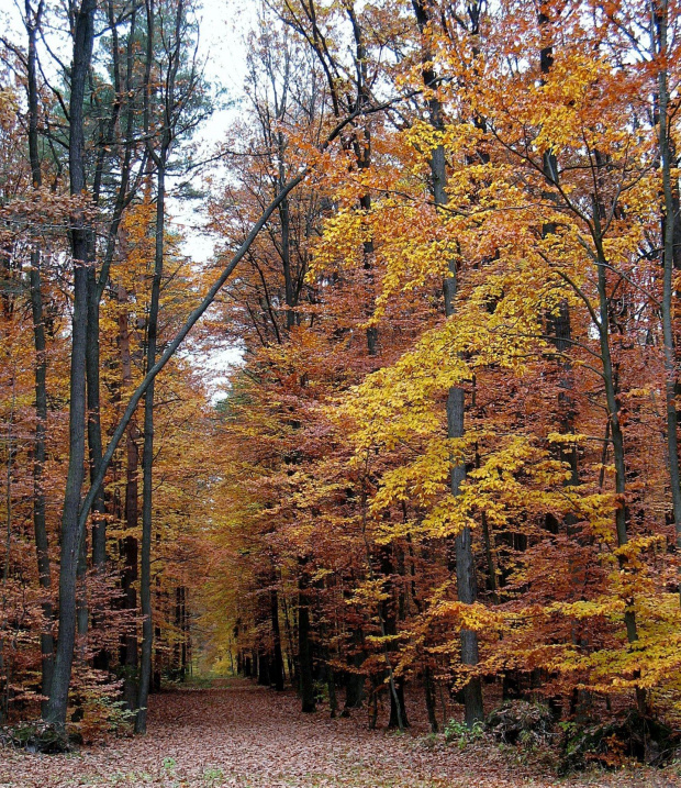 Koluszki, las jesienią #Koluszki #las #jesień