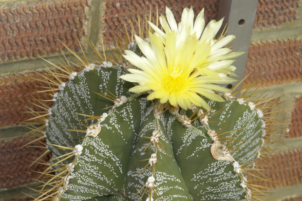 Astrophytum ornatum