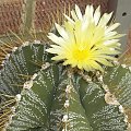 Astrophytum ornatum