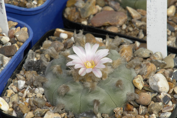 Lophophora