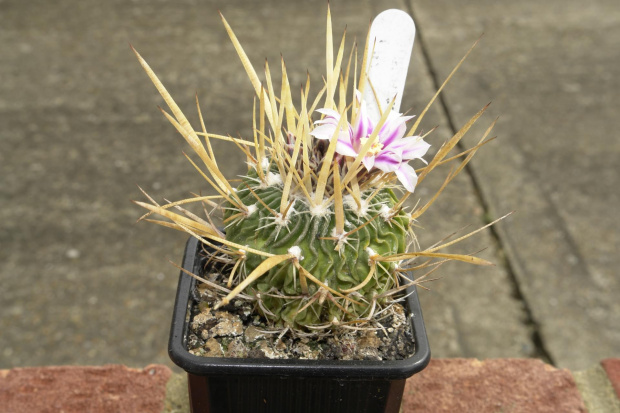 Stenocactus