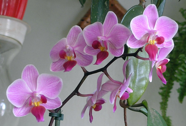 phalenopsis