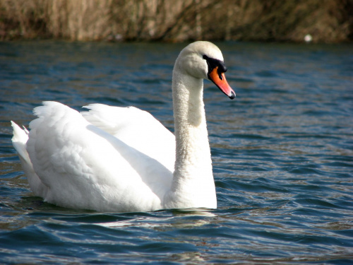 łabędź niemy ptak królewski #przyroda #natura #zwierzęta #ptaki #krajobraz #jezioro #góry #NadWodą #woda #wiosna