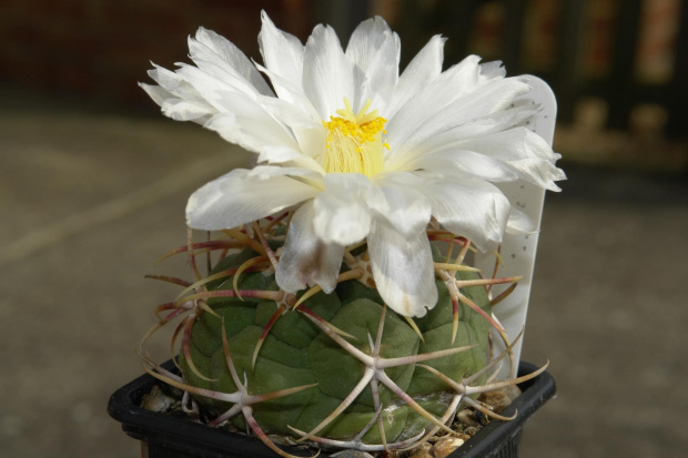 thelocactus lloydii