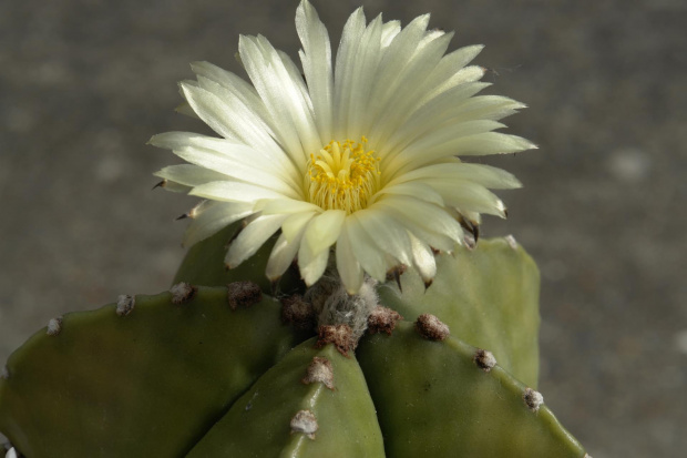 Astrophytum myriostigma v. nudum