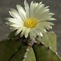 Astrophytum myriostigma v. nudum