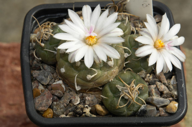 TURBINICARPUS KLINKERIANUS