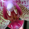 phalenopsis - detal