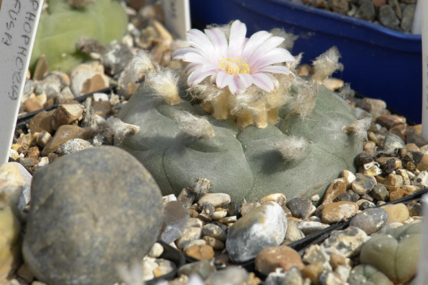 Lophophora williamsii