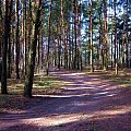 Droga leśna jesienią Ostrołęka 2006r.