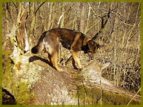 Mała Choli kombinuje... #pies #drzewo #bagna