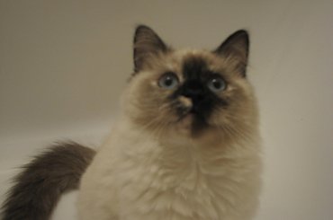 sesja w wannnie #koy #kotki #syberyjski #NevaMasquarade