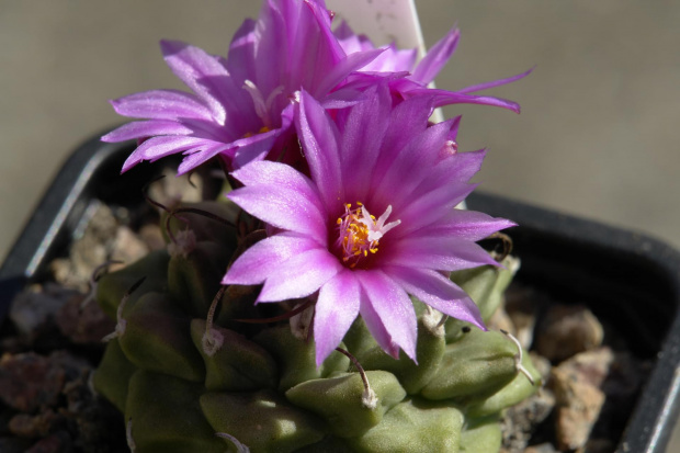 Turbinicarpus alonsoi