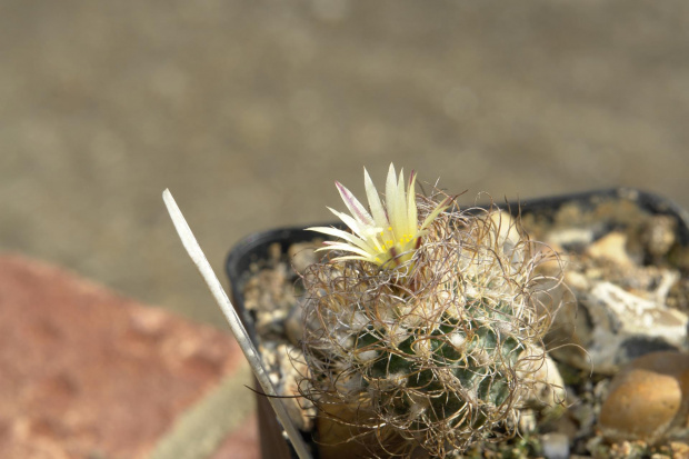 Turbinicarpus kranzianus