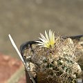 Turbinicarpus kranzianus