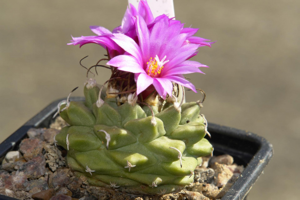 Turbinicarpus alonsoi