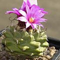 Turbinicarpus alonsoi