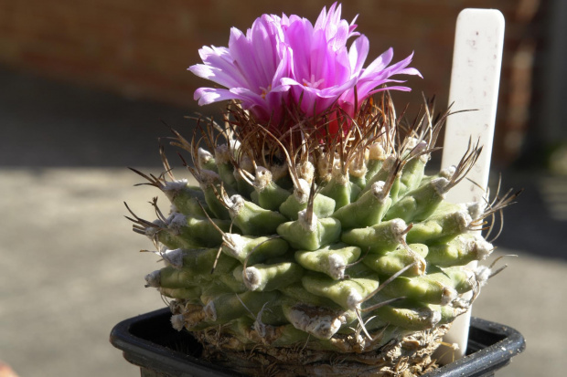 Turbinicarpus alonsoi