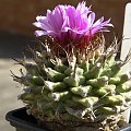 Turbinicarpus alonsoi