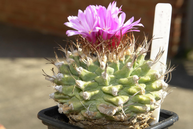 Turbinicarpus alonsoi