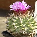 Turbinicarpus alonsoi