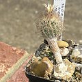 Turbinicarpus kranzianus