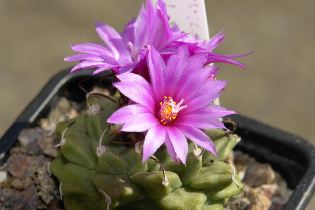 Turbinicarpus alonsoi