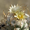 Turbinicarpus flaviflorus