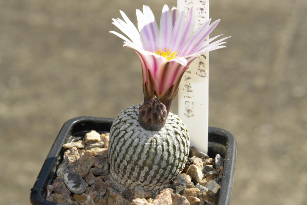 Turbinicarpus pseudopectinatus