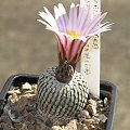 Turbinicarpus pseudopectinatus