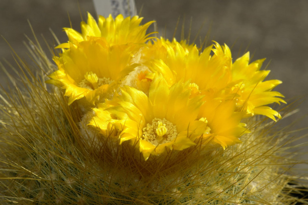 Parodia chrysacantion