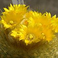 Parodia chrysacantion