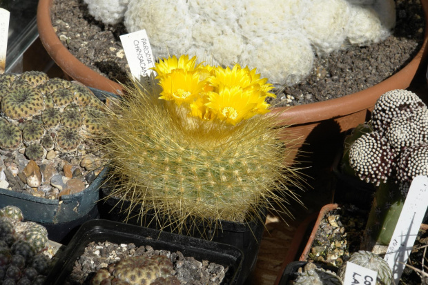 Parodia chrysacantion