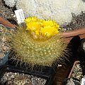 Parodia chrysacantion