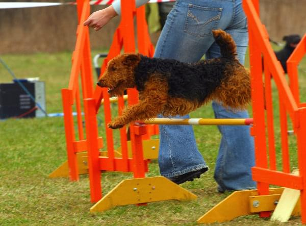 Zawody Agility Płock Psy