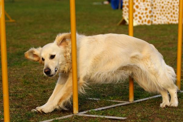 Zawody Agility Płock 5-6.04.2008 Psy