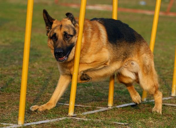 Zawody Agility Płock 5-6.04.2008 Psy