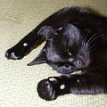 śpiący kot #kot #śpi #czarny