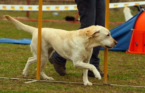 Agility Płock Zawody 5-6.04.2008 Psy