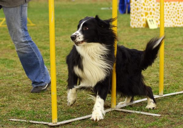 Agility Płock Zawody 5-6.04.2008 Psy