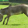 #zebry #zoo #zwierzęta