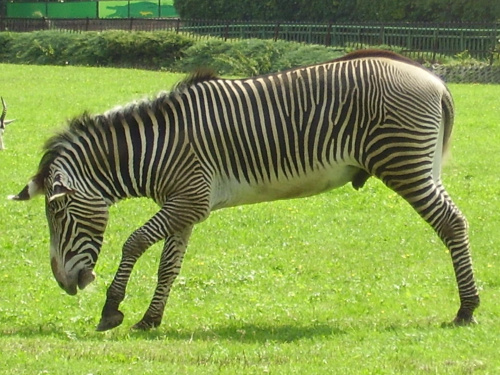 #zebry #zoo #zwierzęta