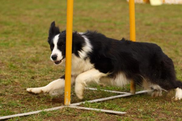 Zawody Agility Płock 5-6.04.2008 Psy