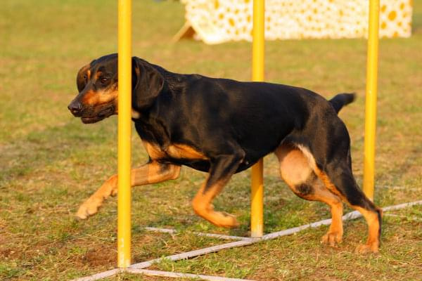 Zawody Agility Płock 5-6.04.2008 Psy