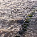 Foka przy brzegu Bałtyku w Sarbinowie w 2007 roku.Autor Zbigniew Gęsiński