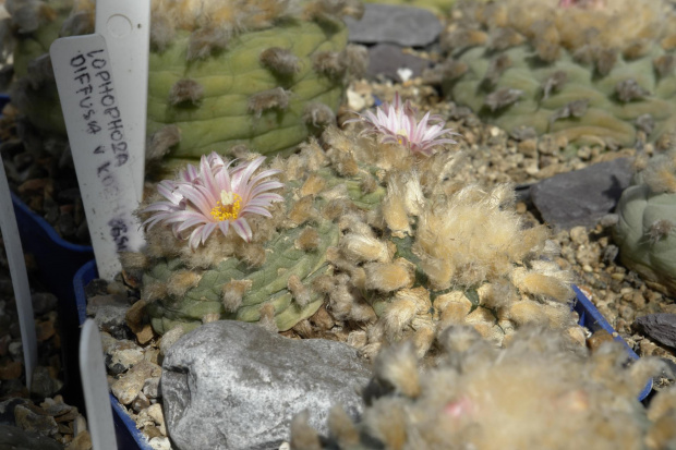 Lophophora diffusa v. koehresii