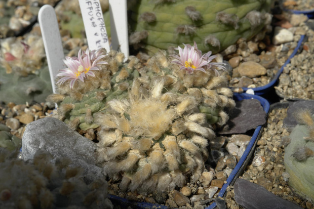 Lophophora diffusa v. koehresii